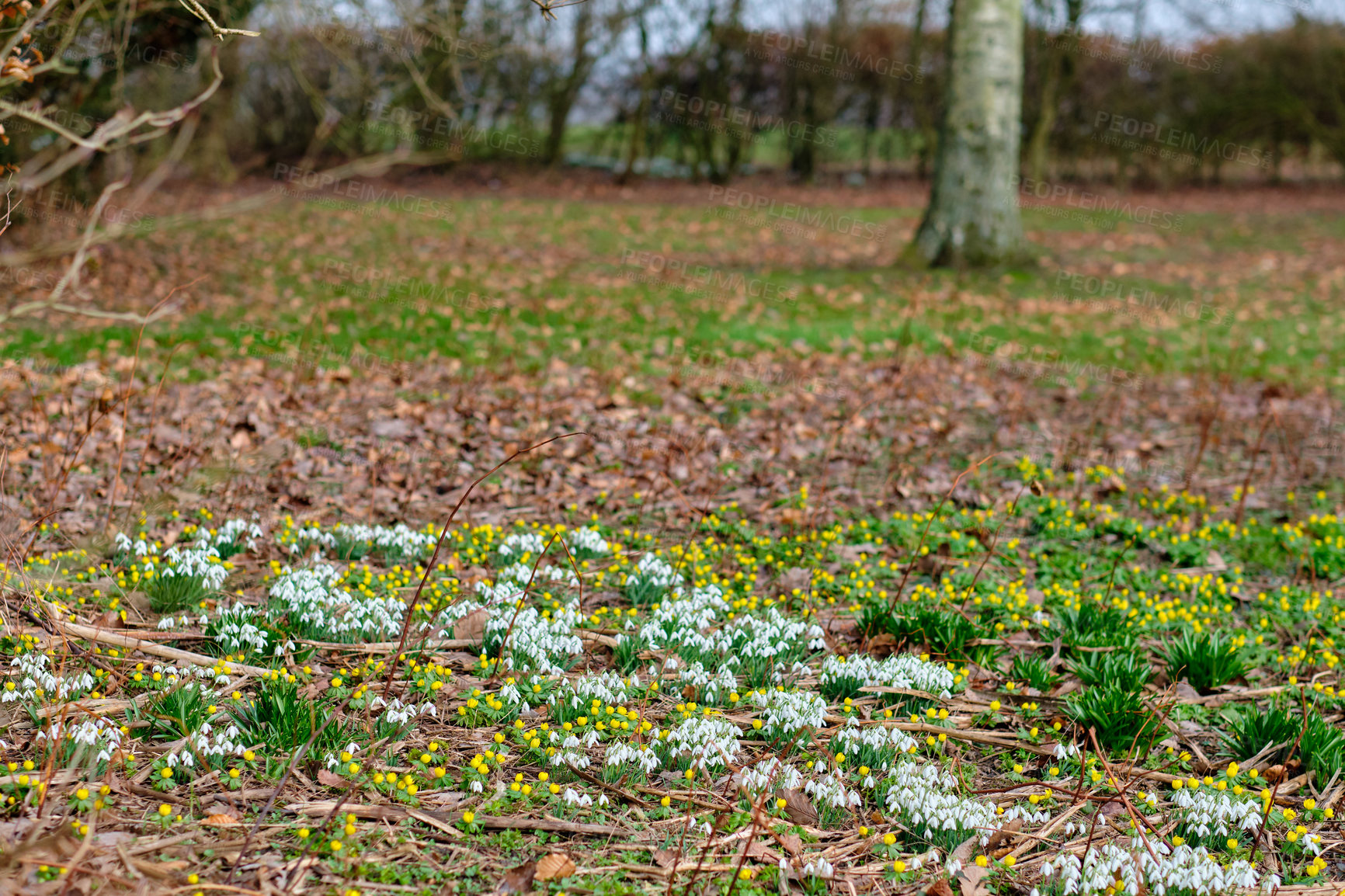 Buy stock photo Galanthus nivalis was described by the Swedish botanist Carl Linnaeus in his Species Plantarum in 1753, and given the specific epithet nivalis, meaning snowy (Galanthus means with milk-white flowers). This narrow-leaved snowdrop, with its delicate white hanging flowers, has become very popular in cultivation and is commonly planted in gardens and parks. It is now a familiar sight even in the British Isles and northern France where it is not native.
Snowdrops and their bulbs are poisonous to humans and can cause nausea, diarrhoea and vomiting if eaten in large quantities.