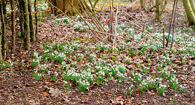 Buy stock photo Galanthus nivalis was described by the Swedish botanist Carl Linnaeus in his Species Plantarum in 1753, and given the specific epithet nivalis, meaning snowy (Galanthus means with milk-white flowers). This narrow-leaved snowdrop, with its delicate white hanging flowers, has become very popular in cultivation and is commonly planted in gardens and parks. It is now a familiar sight even in the British Isles and northern France where it is not native.
Snowdrops and their bulbs are poisonous to humans and can cause nausea, diarrhoea and vomiting if eaten in large quantities.