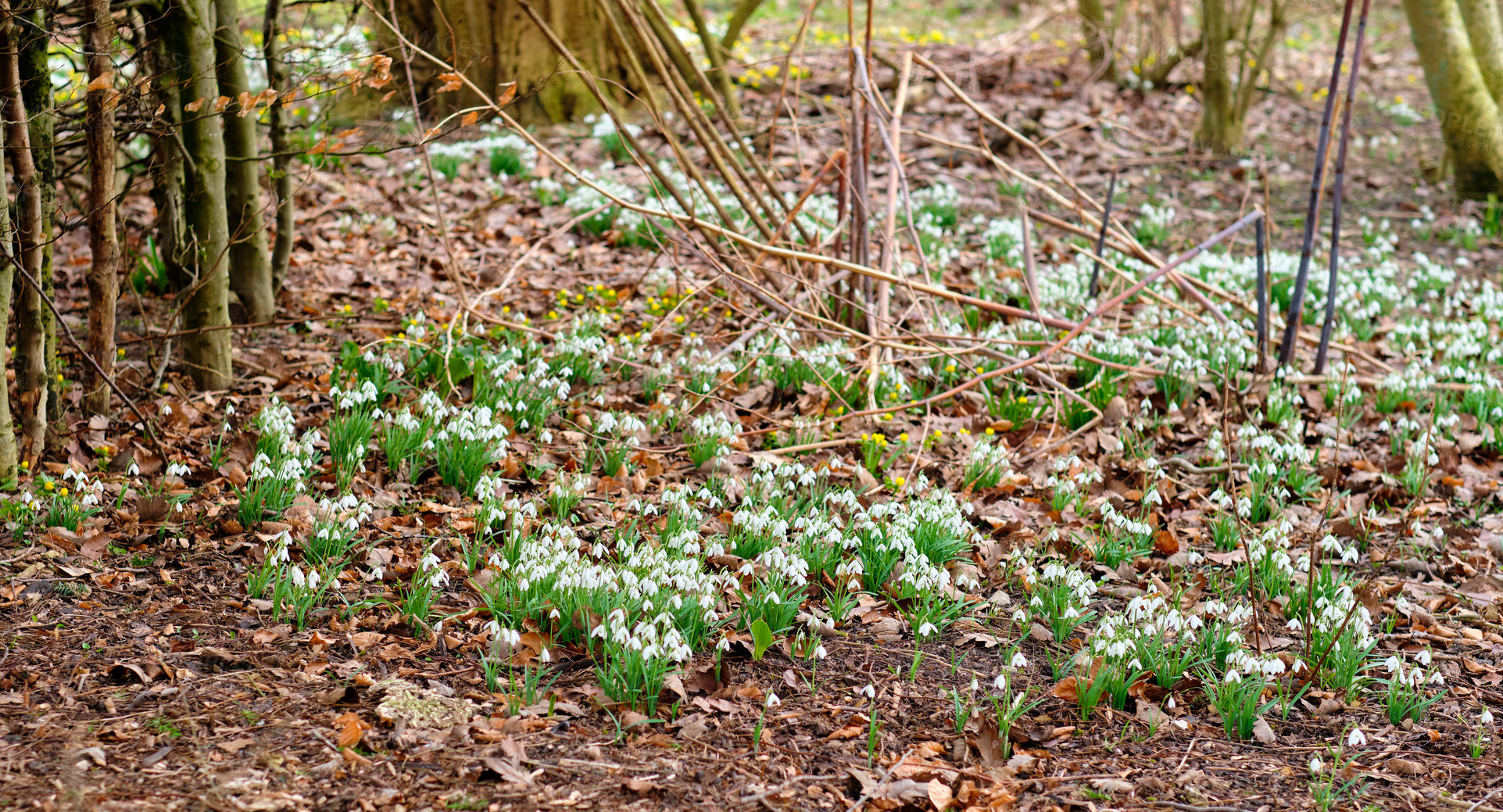 Buy stock photo Galanthus nivalis was described by the Swedish botanist Carl Linnaeus in his Species Plantarum in 1753, and given the specific epithet nivalis, meaning snowy (Galanthus means with milk-white flowers). This narrow-leaved snowdrop, with its delicate white hanging flowers, has become very popular in cultivation and is commonly planted in gardens and parks. It is now a familiar sight even in the British Isles and northern France where it is not native.
Snowdrops and their bulbs are poisonous to humans and can cause nausea, diarrhoea and vomiting if eaten in large quantities.