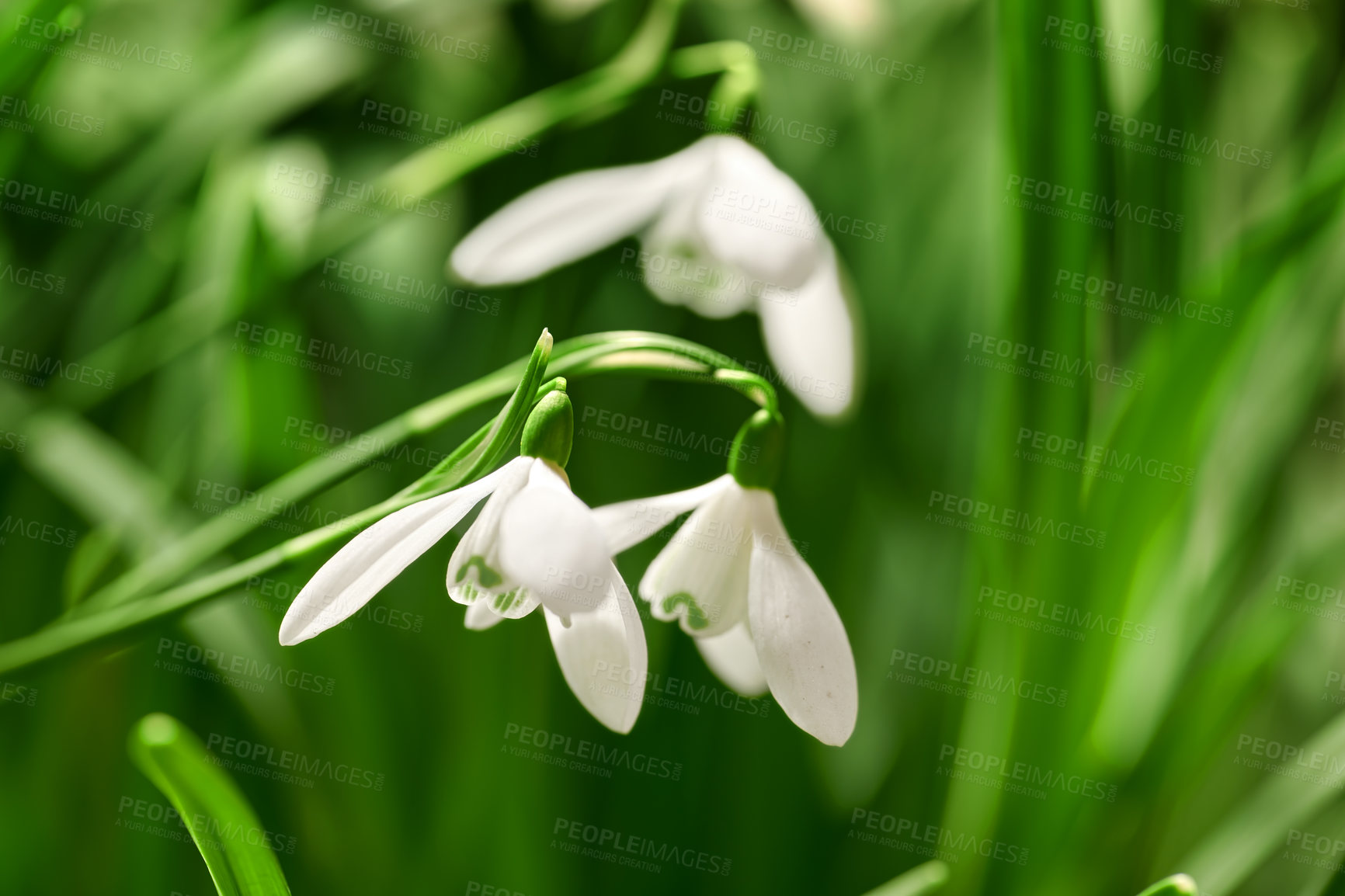 Buy stock photo Closeup of a many fresh Snowdrops growing in wild bunches in a forest. Zoom in on white seasonal flowers in harmony with nature. Macro details of petals, green leaves in a quiet park or field 