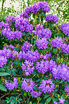 Purple Rhododendron Flowers