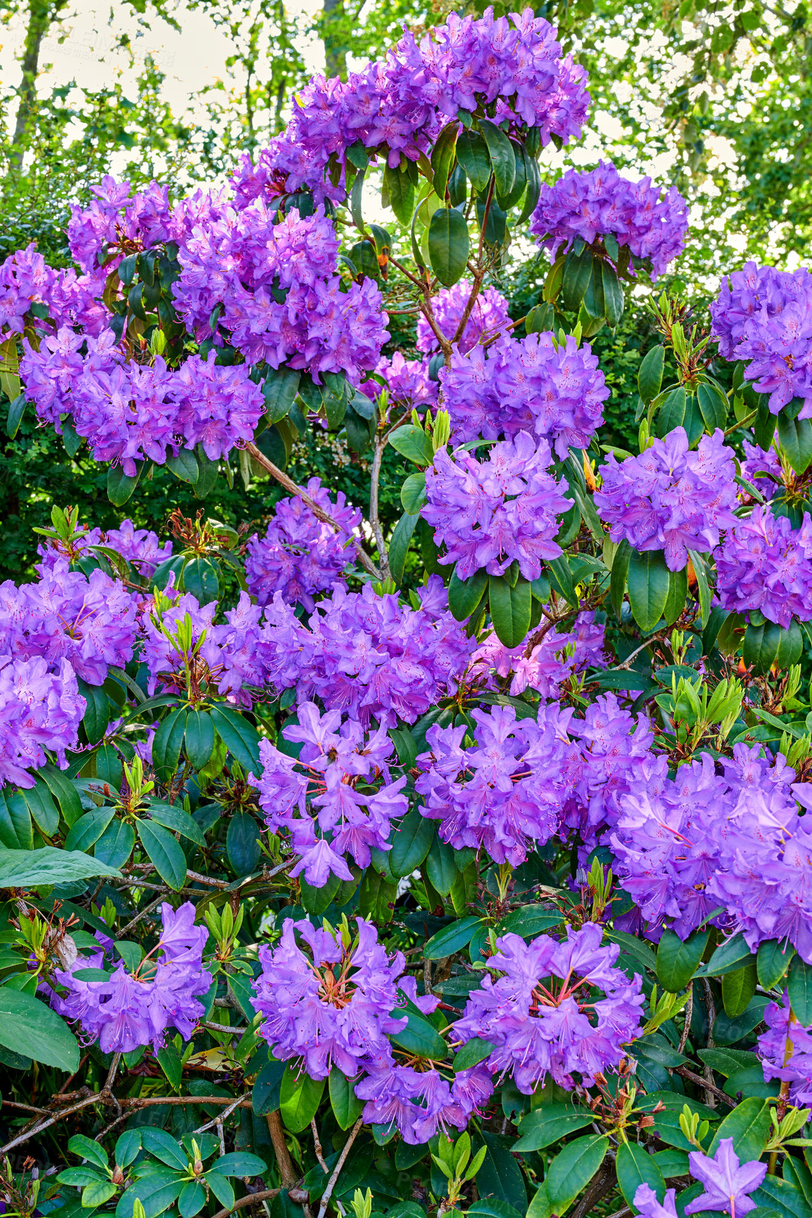 Buy stock photo A series of Purple Rhododendron in my garden