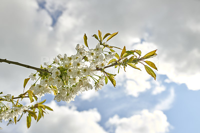 Buy stock photo Cherry flowers blossom on tree branch against a cloudy sky looking relaxing in spring. This beautiful edible plant grows in a peaceful garden out in nature. Close up of black cherry Prunus serotina