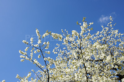 Buy stock photo White cherry blossom tree against a blue sky with copy space. Beautiful flowers growing on a branch in forest of botanical garden outdoors. Detail of blossoming flowerheads on sweet fruit tree