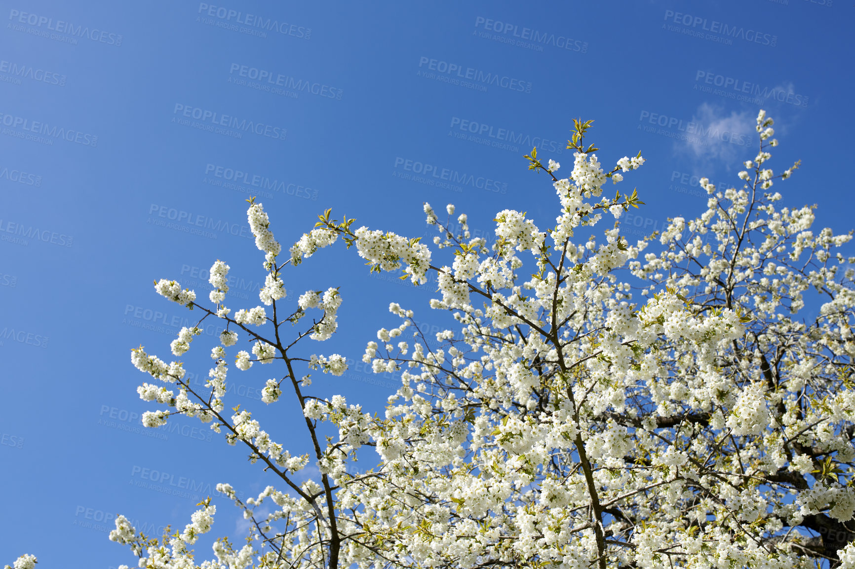 Buy stock photo White cherry blossom tree against a blue sky with copy space. Beautiful flowers growing on a branch in forest of botanical garden outdoors. Detail of blossoming flowerheads on sweet fruit tree