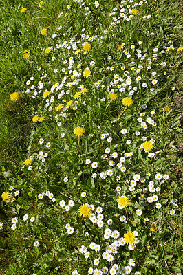 Buy stock photo A series of beautiful garden photos