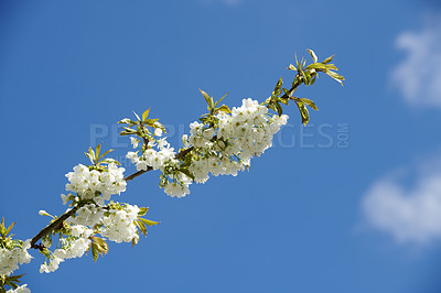 Buy stock photo Sweet cherry, prunus avium tree against a blue sky with copy space. Beautiful white flowers growing on a branch in forest or botanical garden outdoors. Detail of blossoming flowerheads on fruit tree