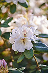 Rhododendron