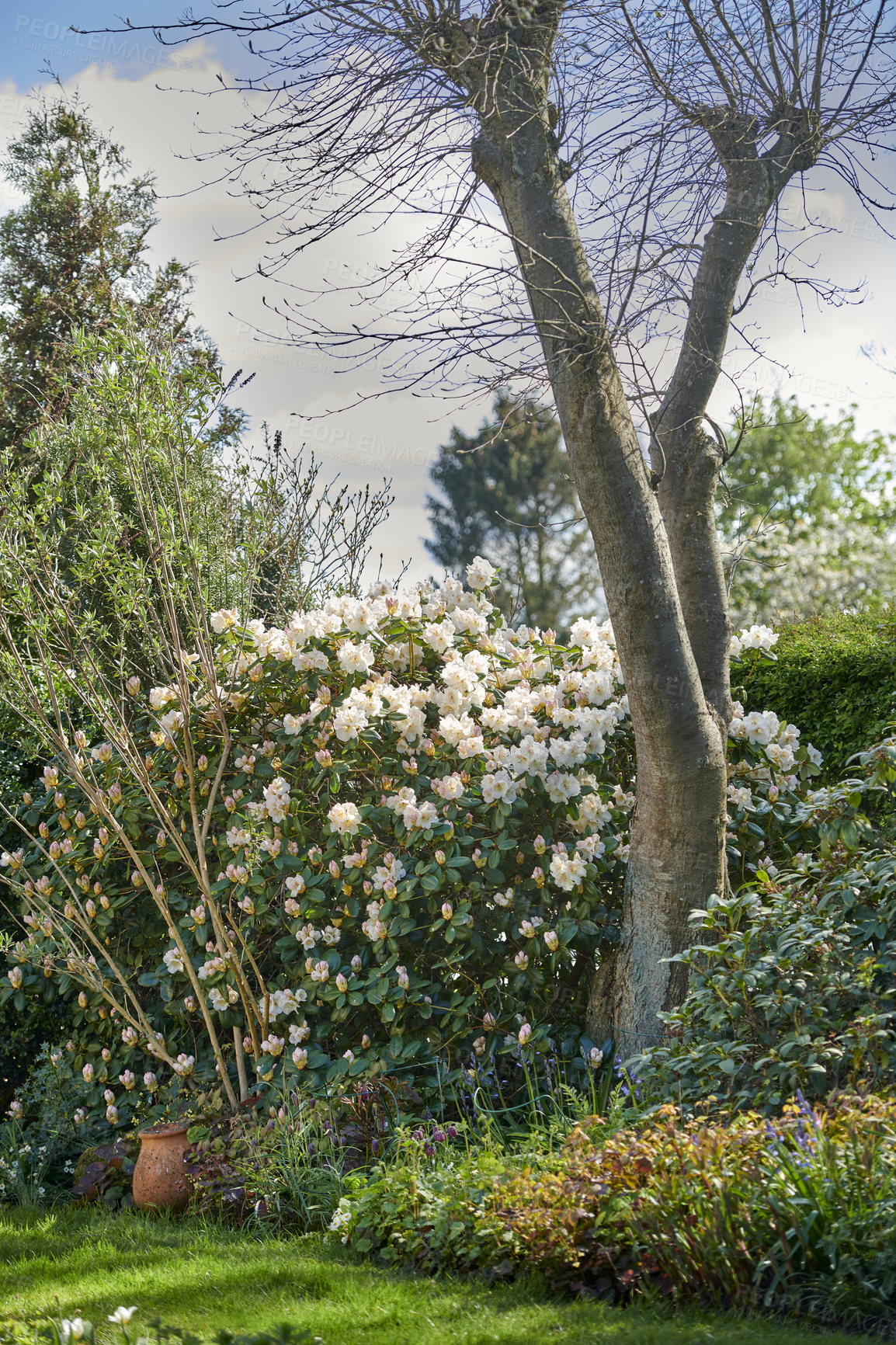 Buy stock photo White Rhododendron flowers growing in a garden in spring. Pretty flower bush thriving in a backyard surrounded by trees plants and a green lawn. Cultivated gardening area with perennial shrubs