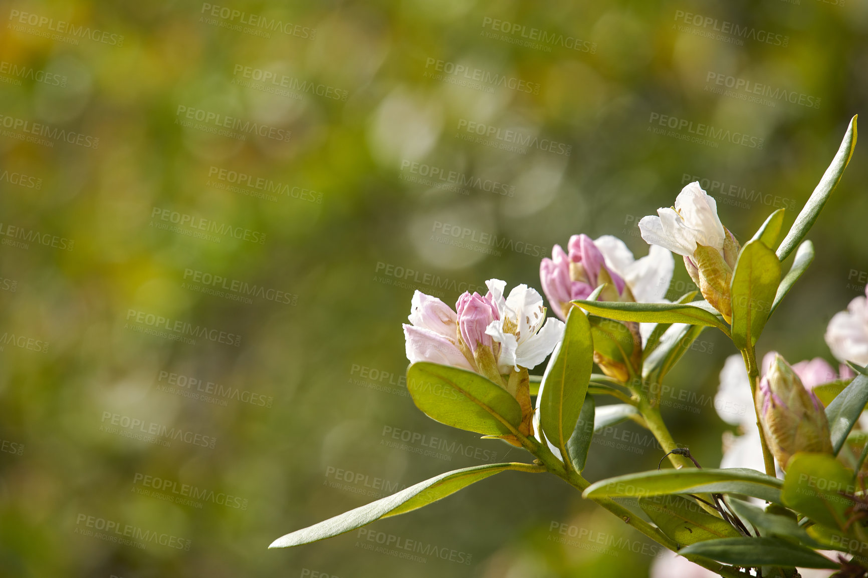 Buy stock photo Rhododendron is a genus of 1,024 species of woody plants in the heath family, either evergreen or deciduous, and found mainly in Asia, although it is also widespread throughout the Southern Highlands of the Appalachian Mountains of North America.