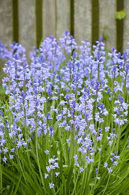 Buy stock photo Closeup of Bluebell growing in a green garden in springtime with a wooden gate background. Macro details of blue flowers in harmony with nature, tranquil wild flowerbed in a zen, quiet backyard