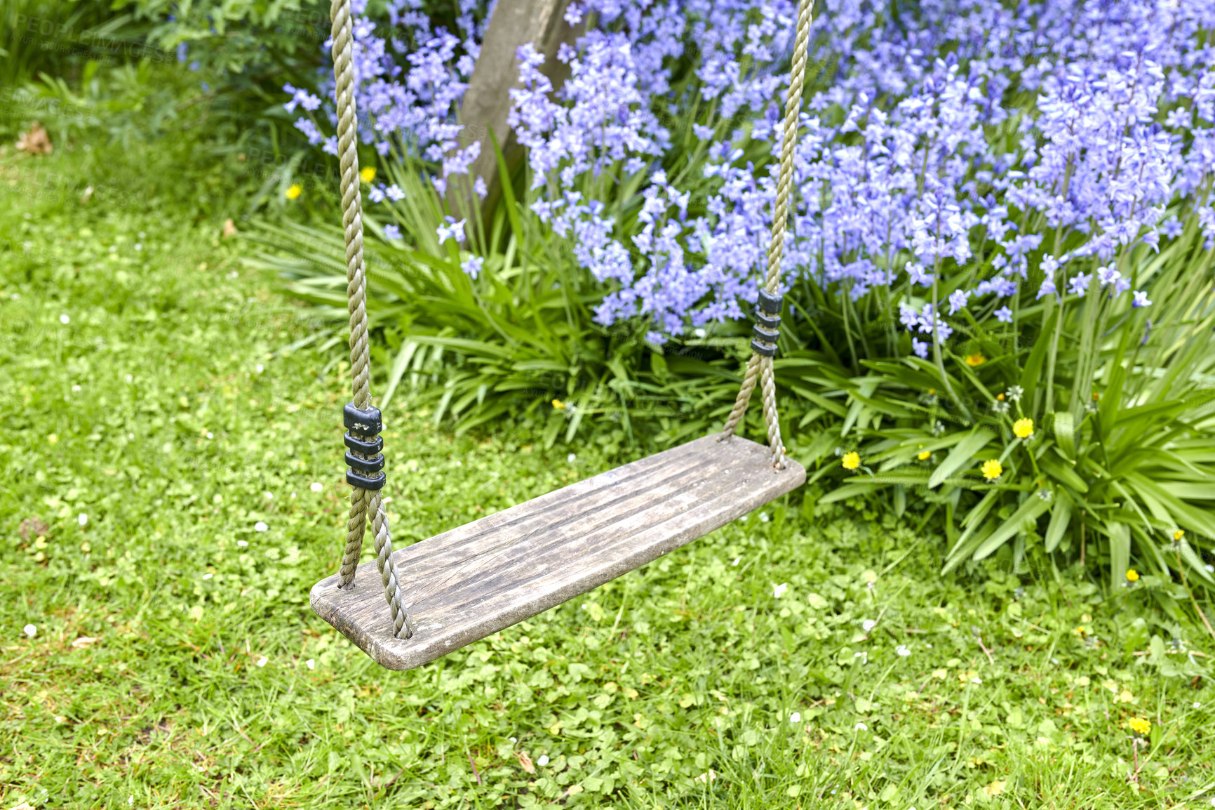 Buy stock photo Bluebell - Scilla siberica, blue flowers in late spring