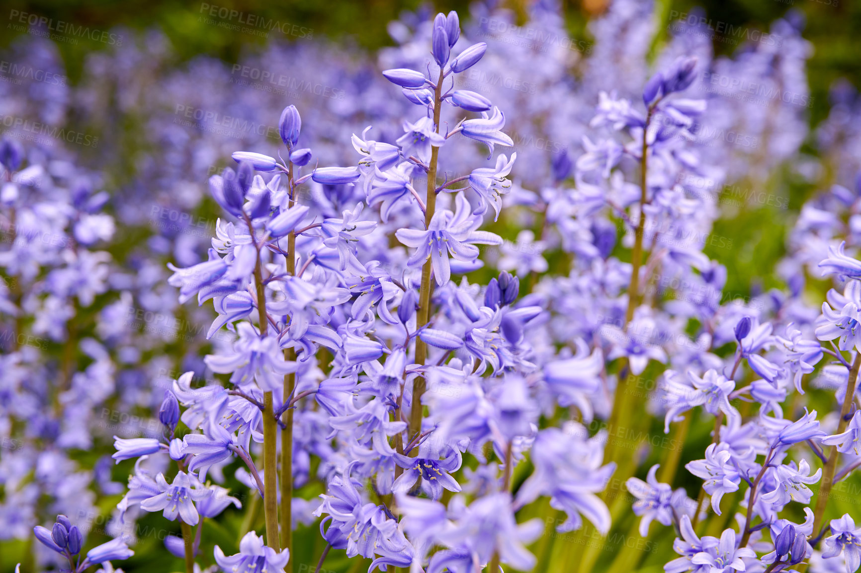 Buy stock photo Bright Bluebell flowers bloom in a garden outdoors in a backyard. Closeup detail of purple plants growing in nature or in a park on a spring day. Vibrant foliage blossoming in a yard in summer