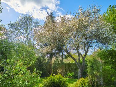 Buy stock photo A series of beautiful garden photos