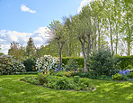 Rhododendron - garden flowers in May