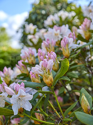 Buy stock photo Rhododendron is a genus of 1,024 species of woody plants in the heath family, either evergreen or deciduous, and found mainly in Asia, although it is also widespread throughout the Southern Highlands of the Appalachian Mountains of North America.