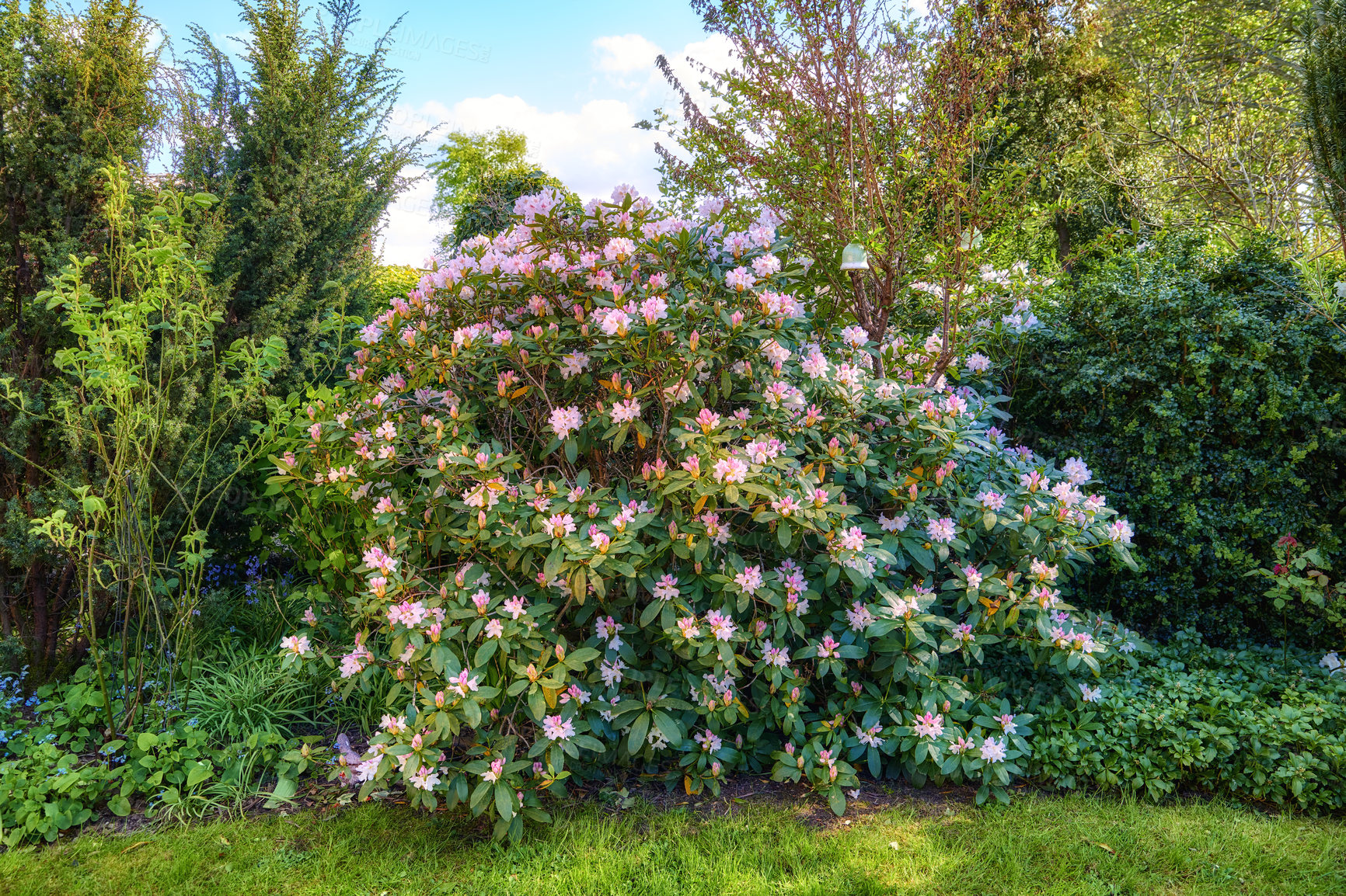 Buy stock photo Rhododendron is a genus of 1,024 species of woody plants in the heath family, either evergreen or deciduous, and found mainly in Asia, although it is also widespread throughout the Southern Highlands of the Appalachian Mountains of North America.