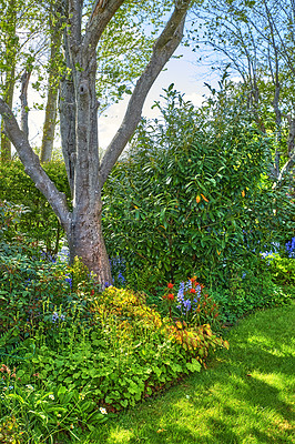 Buy stock photo Closeup natural view of beautiful trees and nature. Bright colorful greenery showing life outdoors, clean cut fresh plants and grass. Detailed environment of leaves and stems on a sunny day.