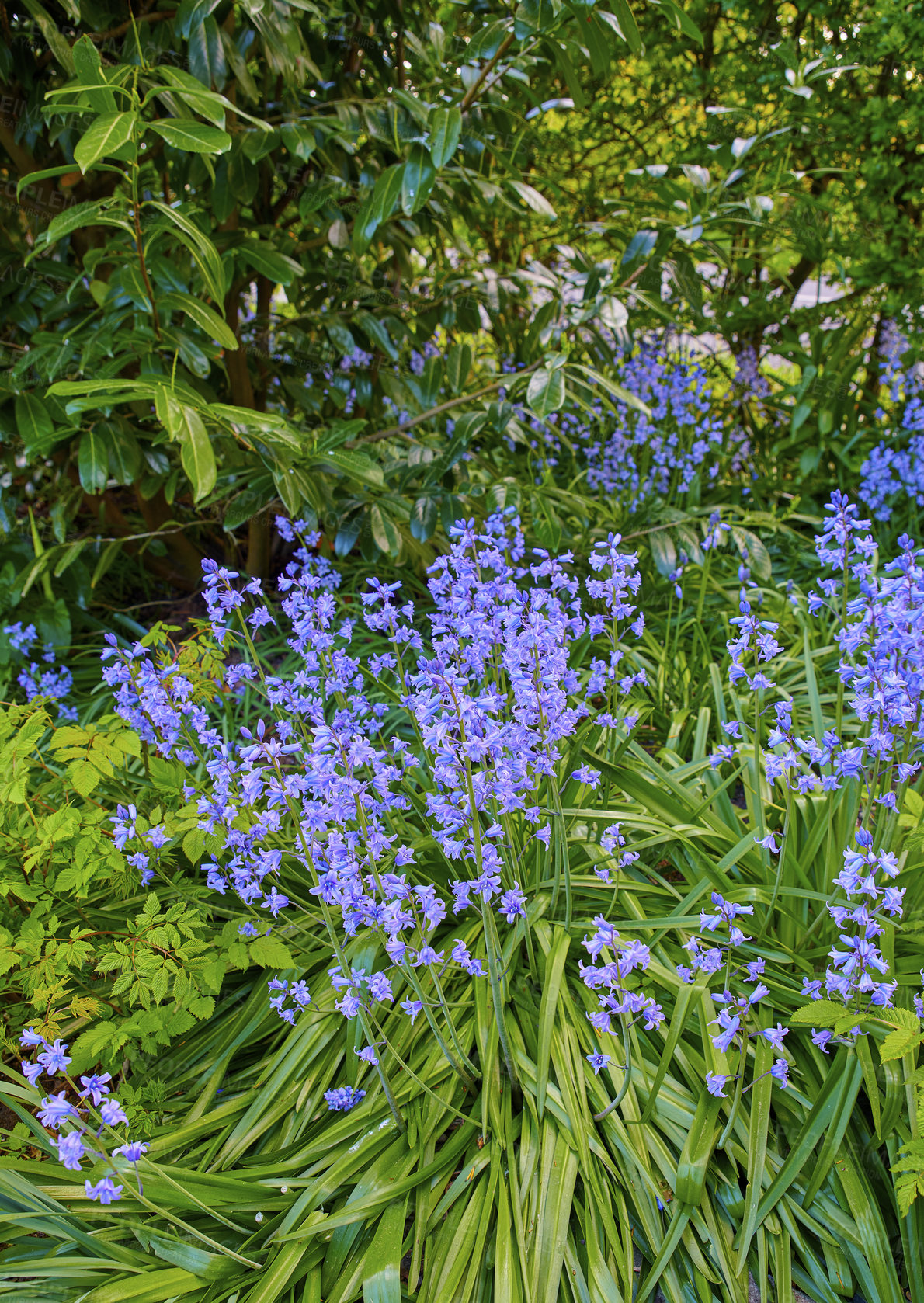 Buy stock photo Closeup of a Bluebell meadow in a green garden on a sunny day. Macro details of beautiful blue flowers in harmony with nature, tranquil wild purple plants in a zen, quiet backyard. 