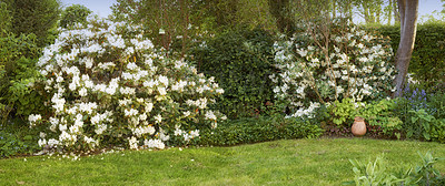 Buy stock photo Beautiful American Rhododendron bushes in a quiet backyard garden. Lush green trees, flowers and leaves growing in a peaceful park. Serene beauty of nature with patterns and vibrant textures 