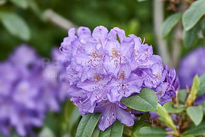 Buy stock photo Rhododendron is a genus of 1,024 species of woody plants in the heath family, either evergreen or deciduous, and found mainly in Asia, although it is also widespread throughout the Southern Highlands of the Appalachian Mountains of North America.