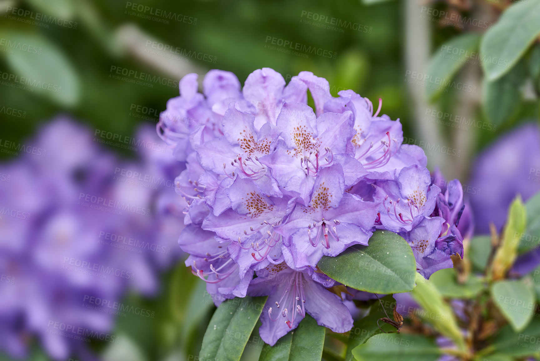 Buy stock photo Rhododendron is a genus of 1,024 species of woody plants in the heath family, either evergreen or deciduous, and found mainly in Asia, although it is also widespread throughout the Southern Highlands of the Appalachian Mountains of North America.