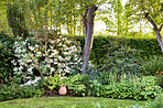 Rhododendron - garden flowers in May