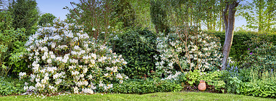 Buy stock photo Wallpaper of a garden with flowers and bushes outside in summer. Lush green backyard with flowering plants and different trees. Cultivated lawn with white Rhododendron blooms growing in a nature park