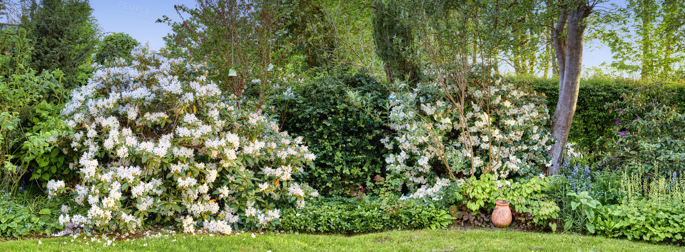 Buy stock photo Wallpaper of a garden with flowers and bushes outside in summer. Lush green backyard with flowering plants and different trees. Cultivated lawn with white Rhododendron blooms growing in a nature park