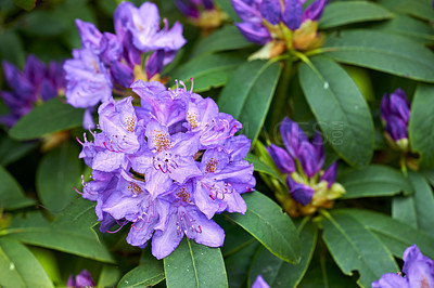 Buy stock photo Rhododendron is a genus of 1,024 species of woody plants in the heath family, either evergreen or deciduous, and found mainly in Asia, although it is also widespread throughout the Southern Highlands of the Appalachian Mountains of North America.