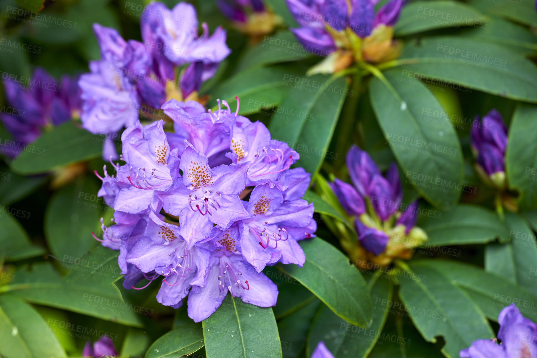 Buy stock photo Rhododendron is a genus of 1,024 species of woody plants in the heath family, either evergreen or deciduous, and found mainly in Asia, although it is also widespread throughout the Southern Highlands of the Appalachian Mountains of North America.