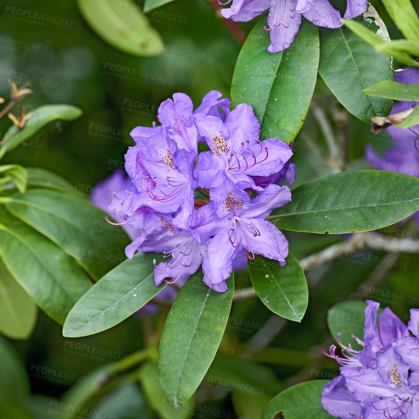 Buy stock photo Background, spring and purple with flowers outdoor in nature environment for botany or cultivation. Ecology, green and wallpaper with rhododendron in ecosystem for growth, horticulture or landscaping