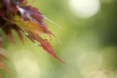 Buy stock photo A series of beautiful garden photos