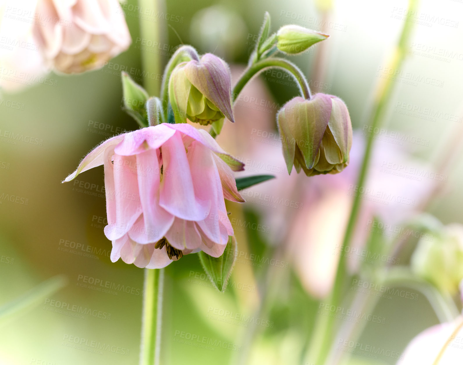 Buy stock photo A series of beautiful garden photos