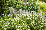 Beautiful flowers from my garden