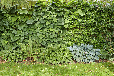 Buy stock photo Landscape view of garden wall outside a yard in summer. Natural big growing group of leafs and cut grass getting sunlight in the back of a house. Bunch of different looking plants and greenery. 