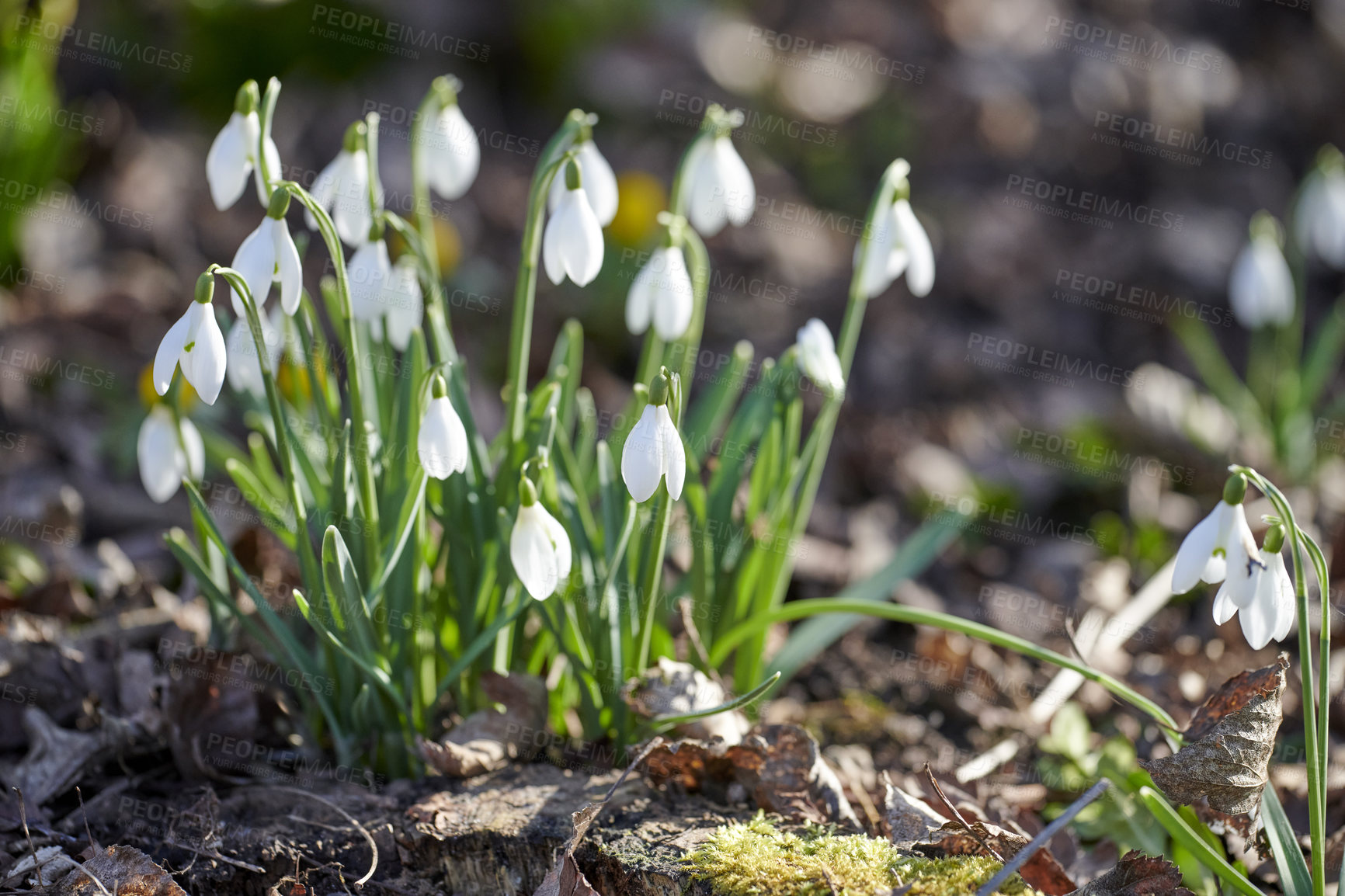 Buy stock photo Galanthus nivalis was described by the Swedish botanist Carl Linnaeus in his Species Plantarum in 1753, and given the specific epithet nivalis, meaning snowy (Galanthus means with milk-white flowers).