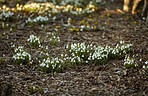 Common snowdrop - Galanthus nivalis 