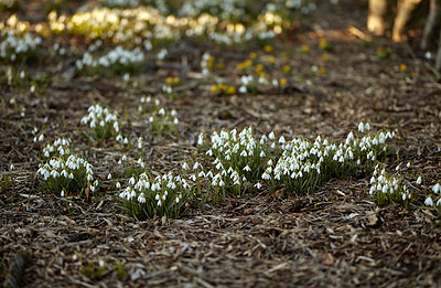 Buy stock photo Galanthus nivalis was described by the Swedish botanist Carl Linnaeus in his Species Plantarum in 1753, and given the specific epithet nivalis, meaning snowy (Galanthus means with milk-white flowers).