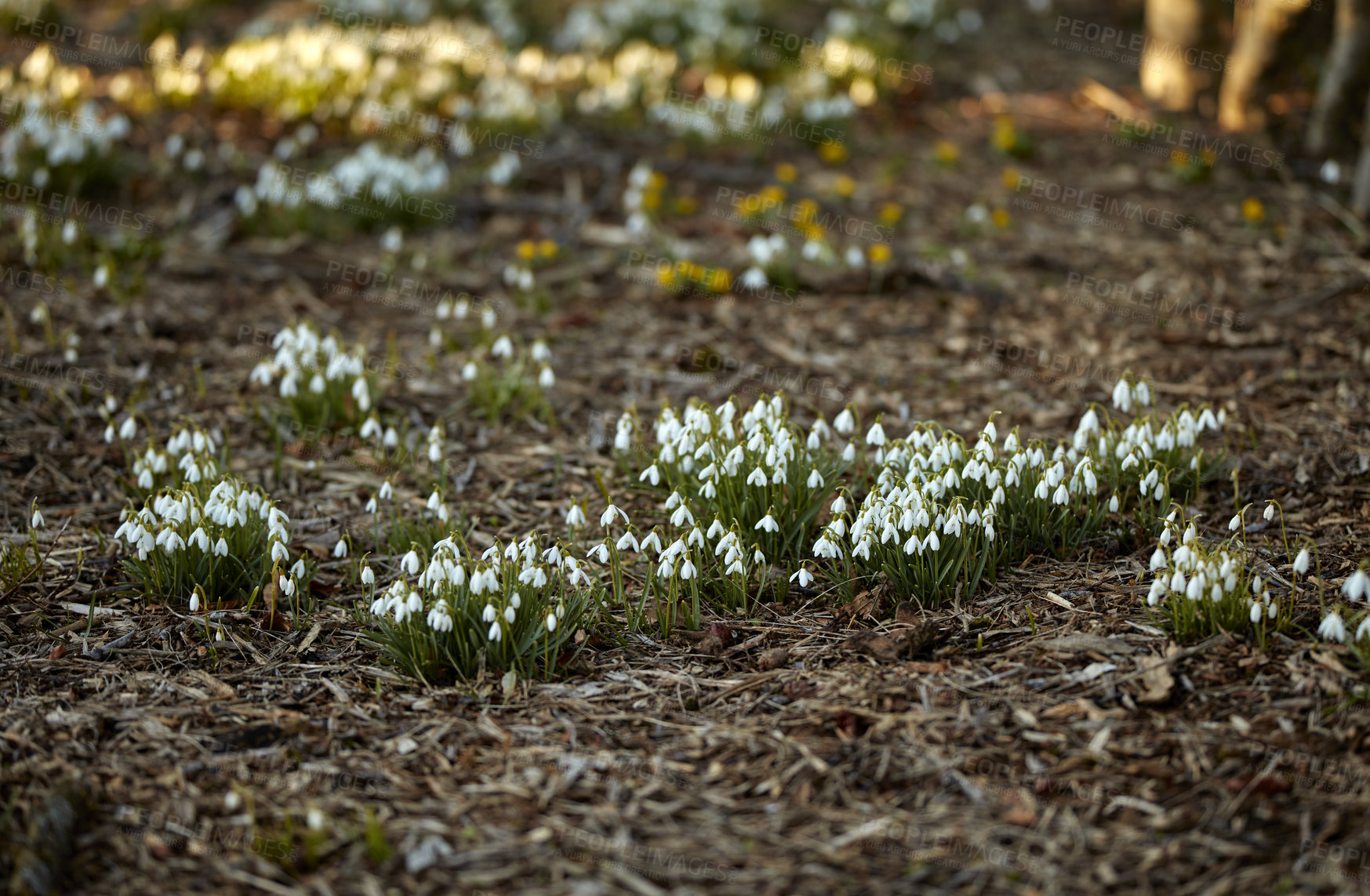 Buy stock photo Galanthus nivalis was described by the Swedish botanist Carl Linnaeus in his Species Plantarum in 1753, and given the specific epithet nivalis, meaning snowy (Galanthus means with milk-white flowers).