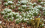 Common snowdrop - Galanthus nivalis 