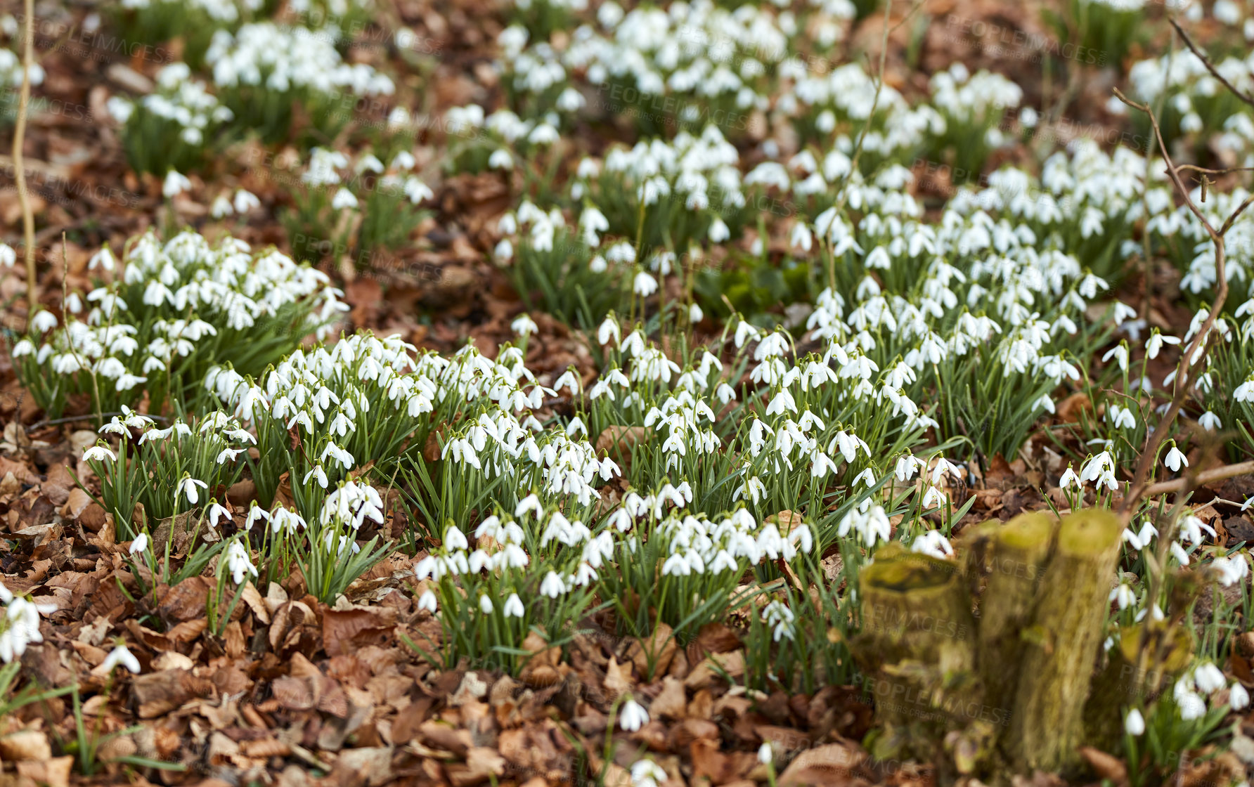 Buy stock photo Galanthus nivalis was described by the Swedish botanist Carl Linnaeus in his Species Plantarum in 1753, and given the specific epithet nivalis, meaning snowy (Galanthus means with milk-white flowers).