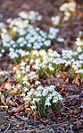 Common snowdrop - Galanthus nivalis 