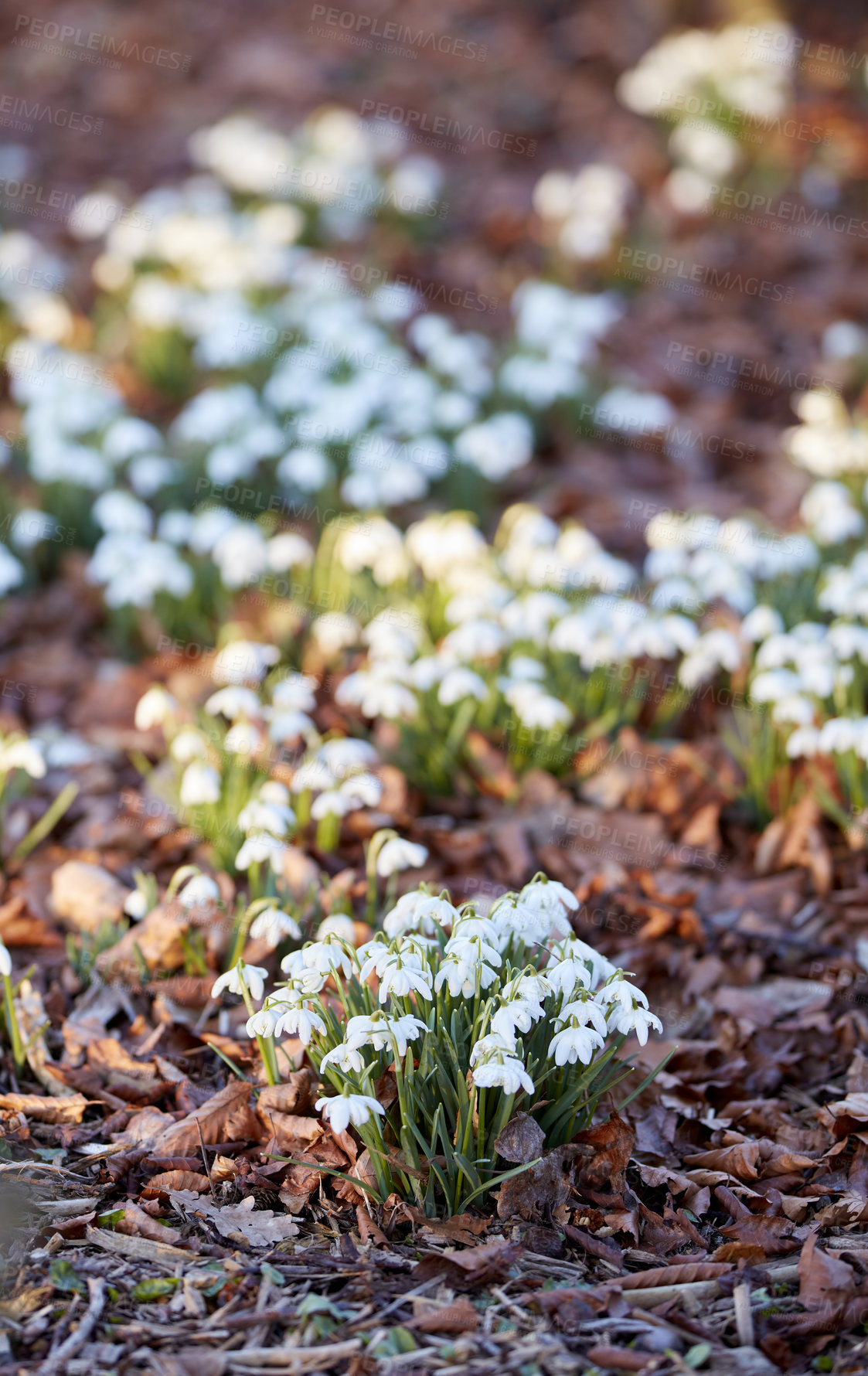 Buy stock photo Galanthus nivalis was described by the Swedish botanist Carl Linnaeus in his Species Plantarum in 1753, and given the specific epithet nivalis, meaning snowy (Galanthus means with milk-white flowers).