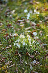 Common snowdrop - Galanthus nivalis 