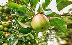 Beautiful apples in my garden