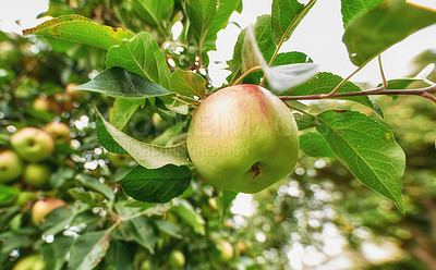 Buy stock photo A photo of tasteful and beautiful apples