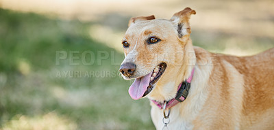 Buy stock photo Cropped shot of an adorable dog outside in the yard