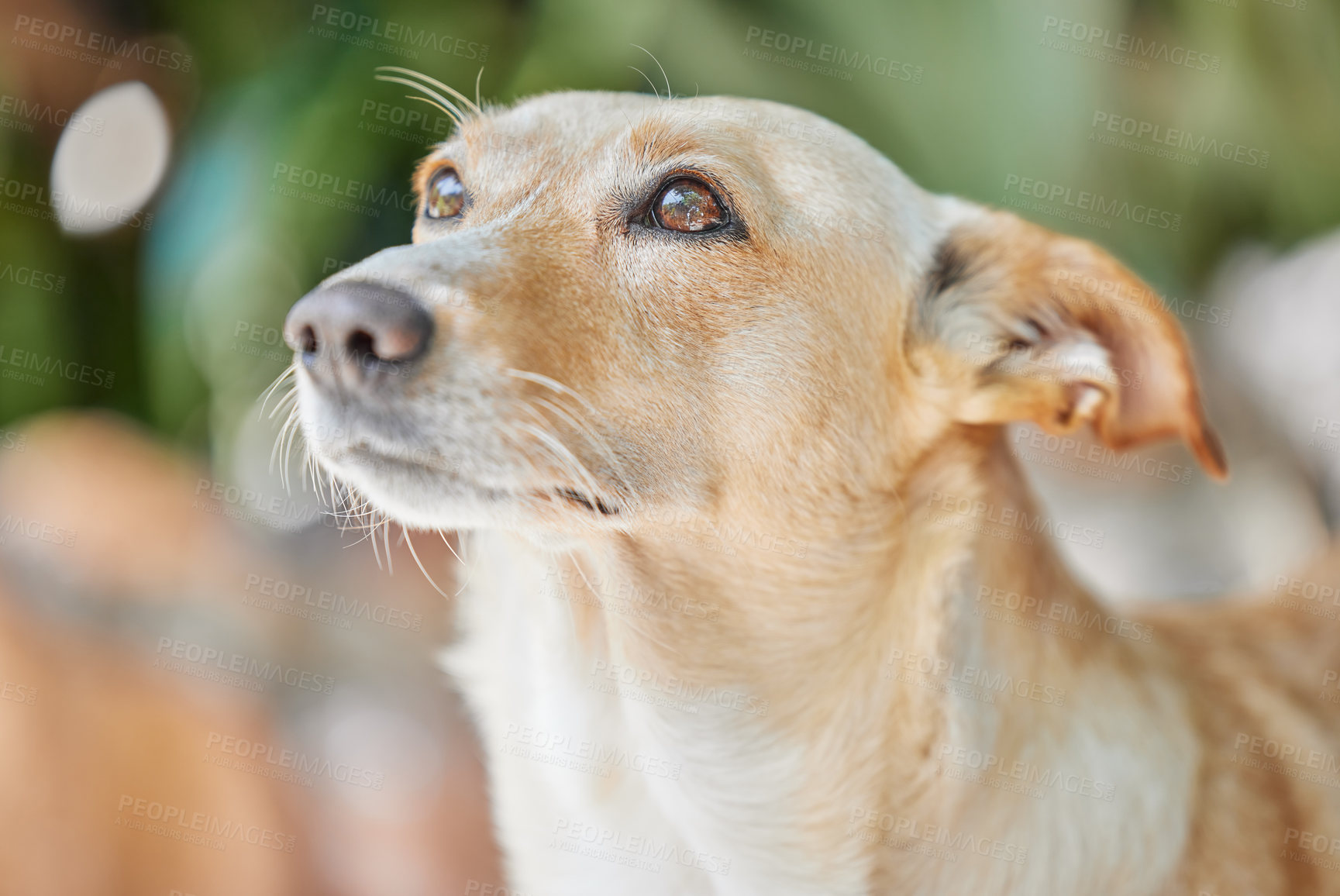 Buy stock photo Cropped shot of an adorable dog outside in the yard