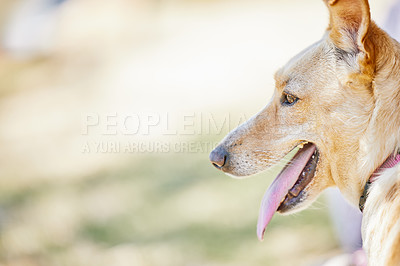 Buy stock photo Dog, loyalty and mockup for animal, pet and friendly in garden for outdoor walk, playful or cute in summer. Relax, alone and tongue for puppy in yard, love and fur for companion, health or wallpaper